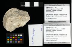 Foto (Objekt + Etiketten) von Eodromites dobrogea (Feldmann et al., 2006) 